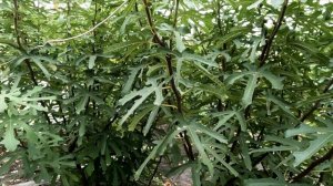 Обрезка инжира осень 2024. Подготовка инжира к зиме. Фор?