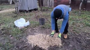 Укрытие граната на зиму. Проверенный способ !