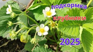 Важная подкормка клубники во время цветения, для крупной и сладкой ягоды.