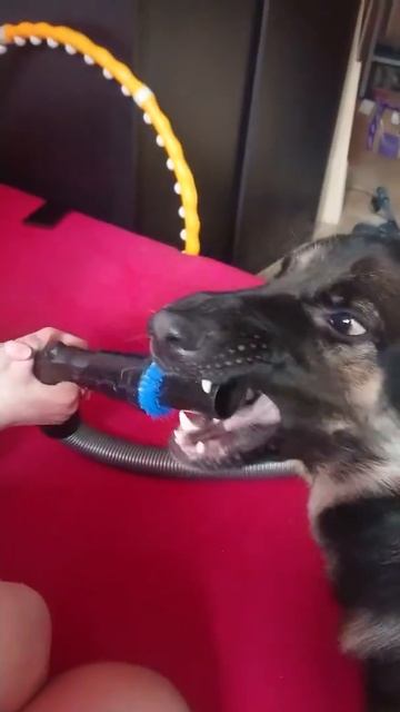 Пёс и пылесос. Смотреть всем. смотреть онлайн