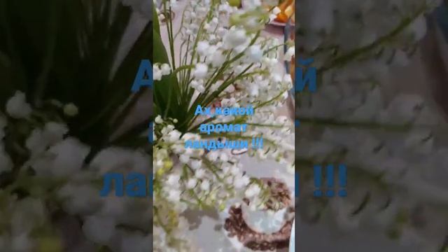 Ландыши ,какой нежный аромат !!!Мои ландыши!!! смотреть онлайн