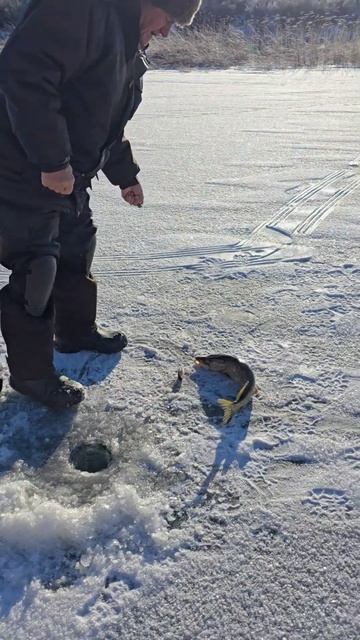 День рыбака в 1 минуте🎣😋 #щука #fishing #icefishing #рыбалка #pik смотреть онлайн