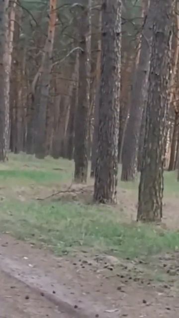 питбайк, покатушки #automobile #природа #рыбалка #fishing #сосны смотреть онлайн