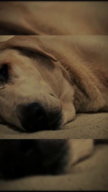 Самый лучший друг человека - собака 🐕 | #фильм #сериал # смотреть онлайн