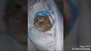 "Как приучить кошку к одежде"