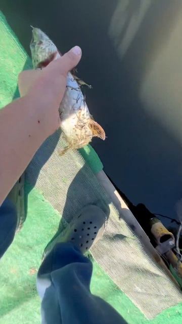 #щука #fishing #отдых #рыбалка #вайб #осень #лето #shorts #реком? смотреть онлайн