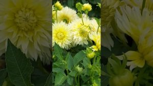 Обзор сортов георгин на срезку ...#образование #gardenflowers