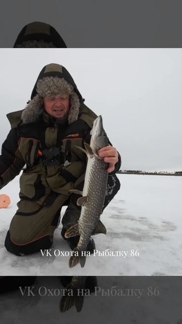Щука на жерлицы #рыбалка #пелядь #рыба #сибирь #fishing #щук смотреть онлайн