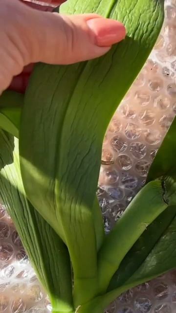 #цветы #орхидеи #phalaenopsisorchid #phalaenopsis #пересадкаорхидей #п смотреть онлайн