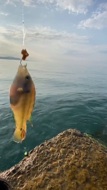 Зеленуха - рыба которая издает звуки смотреть онлайн