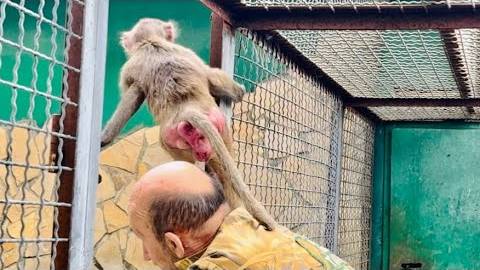 МЫ ЗАМЕРЛИ.Люська ЗАШЛА в вольер к Елисею и Лиде смотреть онлайн