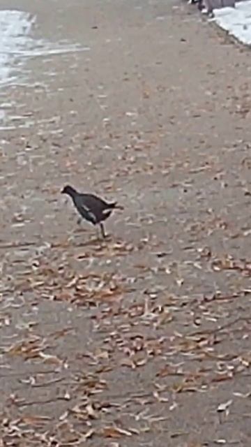 ЧЁРНАЯ ЛЫСУХА, ЭТО К УДАЧЕ?  ЗИМА 2023