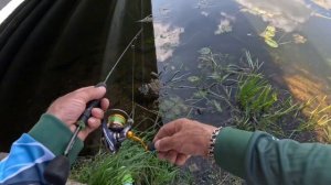 Ловля окуня на спиннинг ( дикая рыбалка ) р. Лопасня