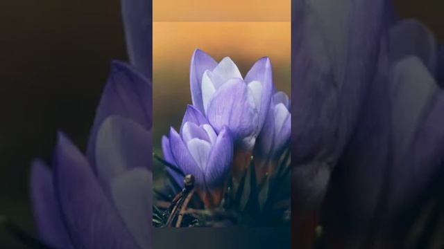 Скриним прикольные обои смотреть онлайн