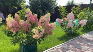 Гортензия Фрайз Мельба (Fraise Melba)