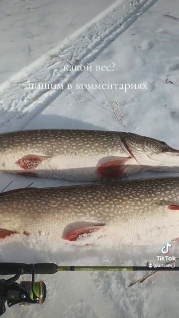 #иртыш #fishing #рыбалка #щука #трофей смотреть онлайн