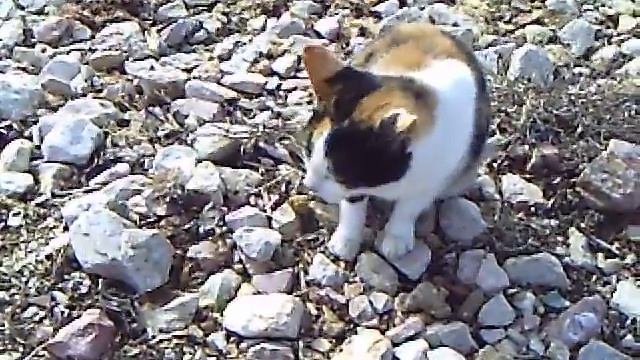 Вот как то так пришел ко мне год кошки... смотреть онлайн