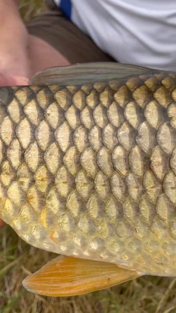 Белый амур на кукурузу #рыбалка #рыба #белыйамур #фидер смотреть онлайн