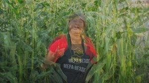 Вкусная и ранняя кукуруза СПИРИТ F1. Вот какая она у нас