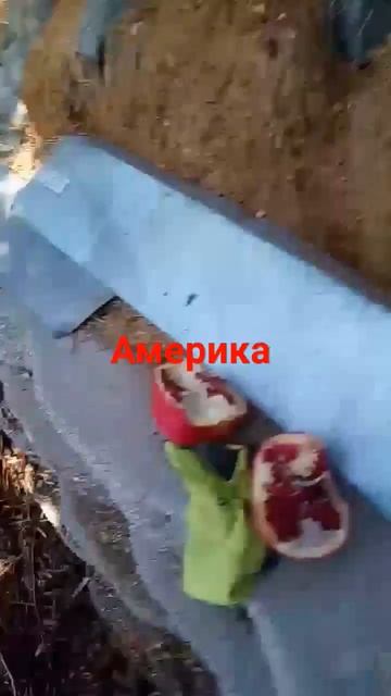 #shortsvideo США даже в Краснодаре нет таких спелых гранат,с смотреть онлайн