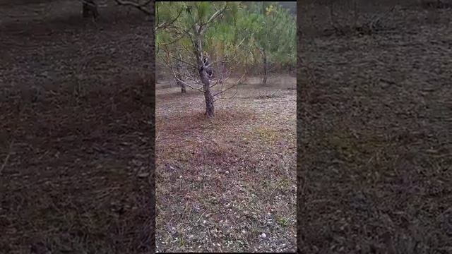 Грибник севастопольский Гер Хип Гравэ, сын Роман-Кош Урсола и Цаниты 17.11.23.