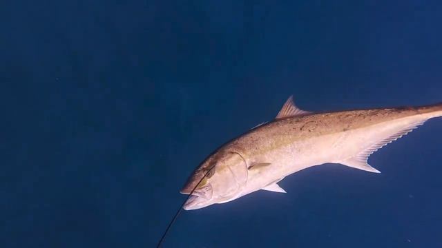 Подводная охота на грани возможностей#рыбалка#подвод?