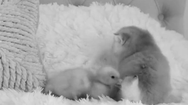 Output(crop-video.com)