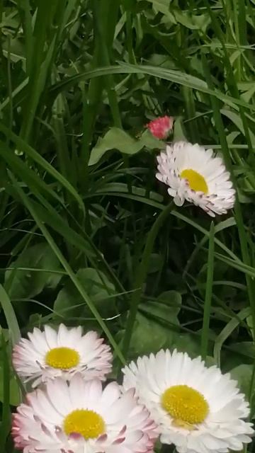 Daisy/ Маргаритки смотреть онлайн