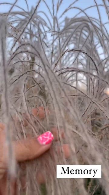 Miscanthus "Memory" Міскантус "Меморі" смотреть онлайн