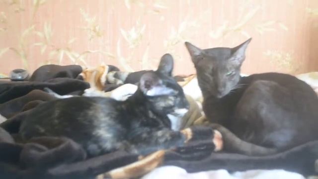 Прикол. Волчонок отдыхает с котами!!! Funny. Cub resting with cats !!! смотреть онлайн