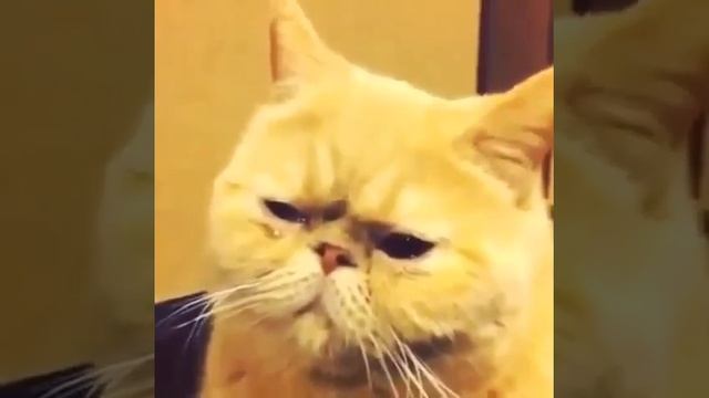 ГОВОРЯЩИЙ КОТ смотреть онлайн