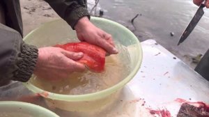 Камчатка! Река Ича. Неделя рыбалки и кайфа | Павликрыба