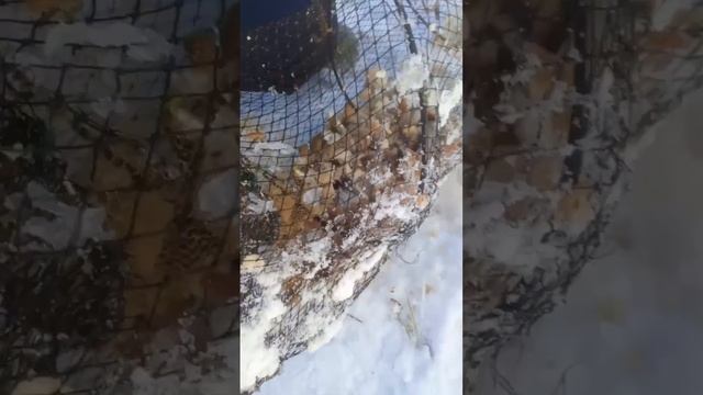 Рыбалка по первому льду на карася #рыбалка #карась #вер смотреть онлайн