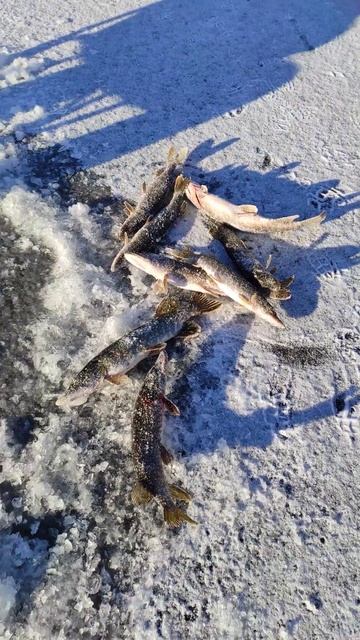 Зимняя рыбалка в ЗКО, Казахстан. Повелитель щук.