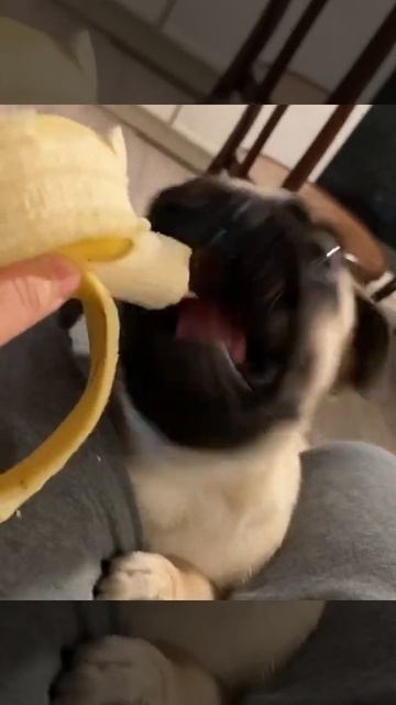 Мопсик кушает банан 🍌🍌🍌🍌 смотреть онлайн
