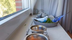 Учим попугая говорить Гриша