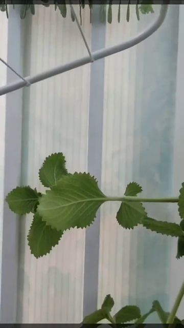 ДЕРЕВУ НЕ БЫТЬ! смотреть онлайн