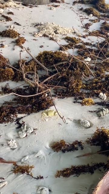 Сейшелы смотреть онлайн