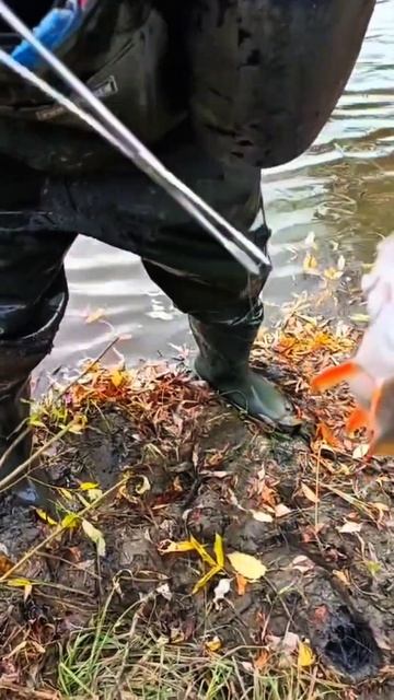 Как окунь в кабину живца закинул #река #shortvideo #Исеть #fish смотреть онлайн