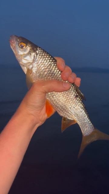 #сибирь #automobile #россия #lake #красноярскийкрай #fishing #лето смотреть онлайн