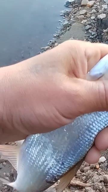 Где отпустил там и поймал 😂 #рыбалка #fishing #весна #жере? смотреть онлайн