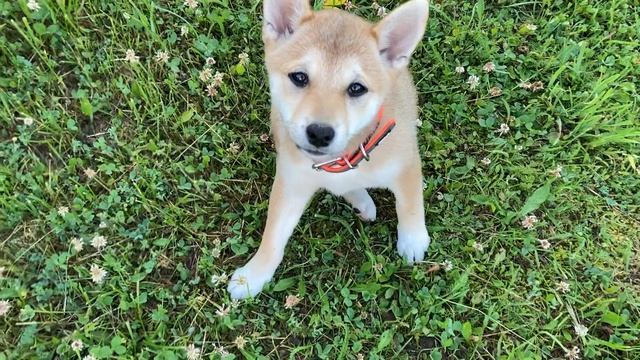 Сиба Ину