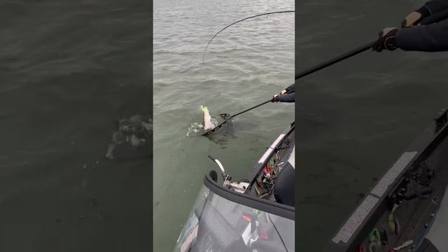 РЫБА клюет в ШТОРМ😱🎣 #могучудмурт #рыбалка #teamdubna #jigit смотреть онлайн