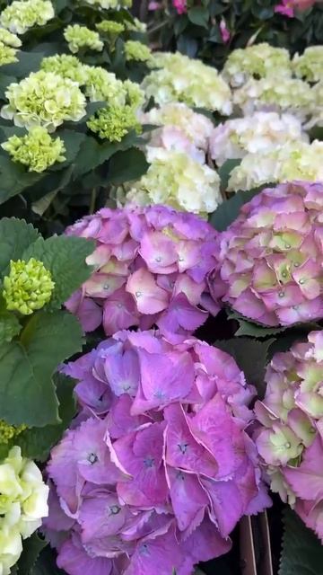 #hydrangea#macrophylla#hortensia#гортензия#garden#гортензія #shorts#アジサイ