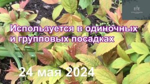 Спирея японская Macrophylla