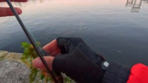 УТРЕННЯЯ РЫБАЛКА НА ХИЩНИКА ЛОВИЛ ОКУНЕЙ НА ДРОП- ШОТ ?