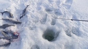 Онежский хариус зимняя рыбалка