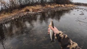 ХАРИУС на перекатах. Рыбалка на ультралайт. Северные р
