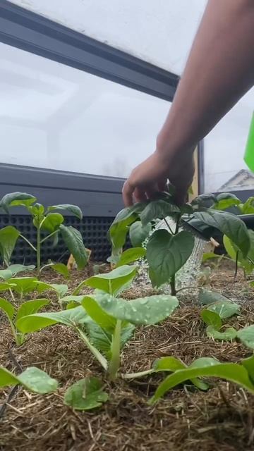 Парник с подогревом. Выращиваем в апреле в зоне рисков смотреть онлайн