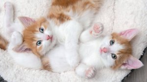 Забавные котята и кошки! Кот урчит и мяукает, играет, ест и пьёт. Кошки разных пород и окрасов.